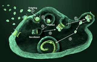 Hedgehog Pathway