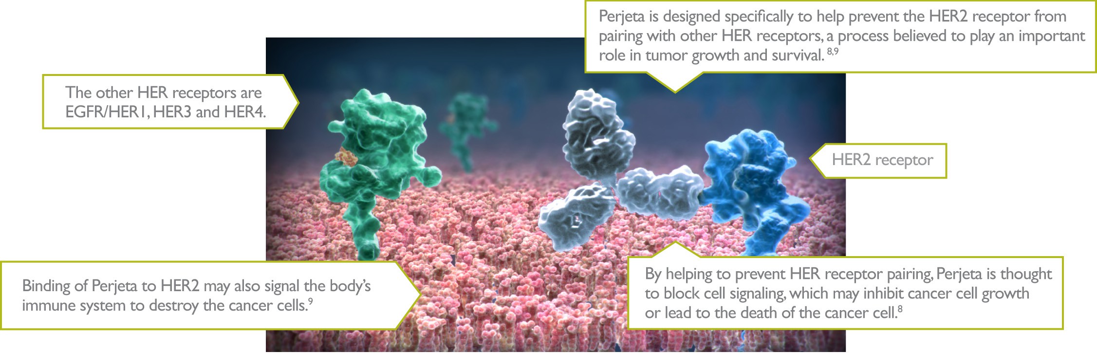 Binding to the HER2 receptor