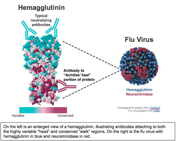 Flu Virus Graphic