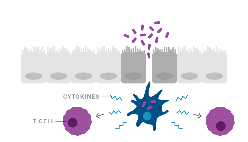 The specialized immune cell produce alarm signals called cytokines that attract other immune cells, like T cells.