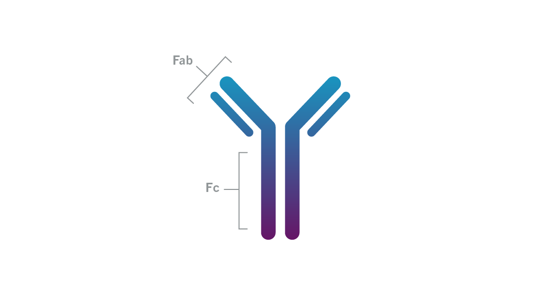 Generally, antibodies are made of two components, the Fab and the Fc.