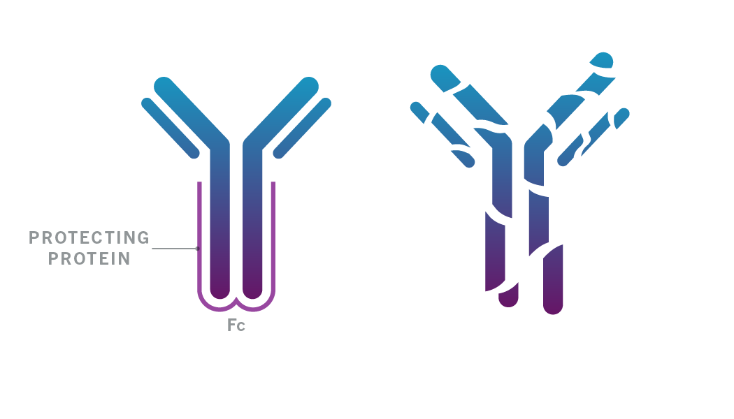 The Fc component modulates immune cell activities. This includes extending the life of the antibody in the body by interacting with other proteins that protect it from being degraded.