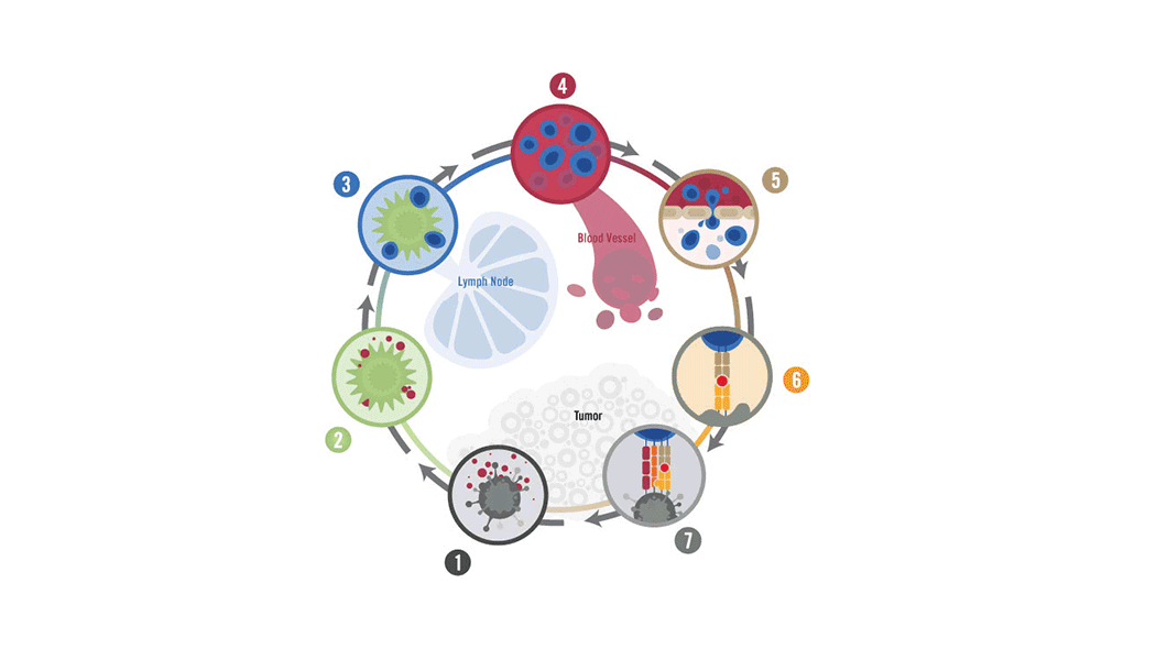 With immunotherapy, we want to trigger the cancer-immunity cycle – without harming healthy cells. Genentech’s personalized cancer immunotherapy R&D program includes more than 20 candidates, targeting four steps of this cycle.