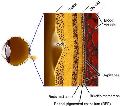 Healthy Macula