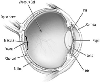 What is the fovea? – Front Range Retina