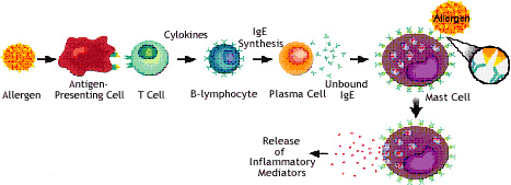 Genentech: IgE and Its Role in Asthma diagram of coughing 