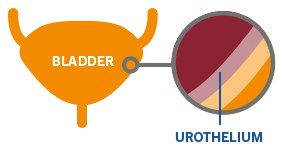 Bladder, Urothelium