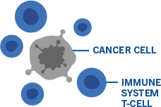 Cancer cell, immune system cell