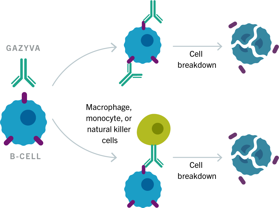 ガジバとは何ですか？