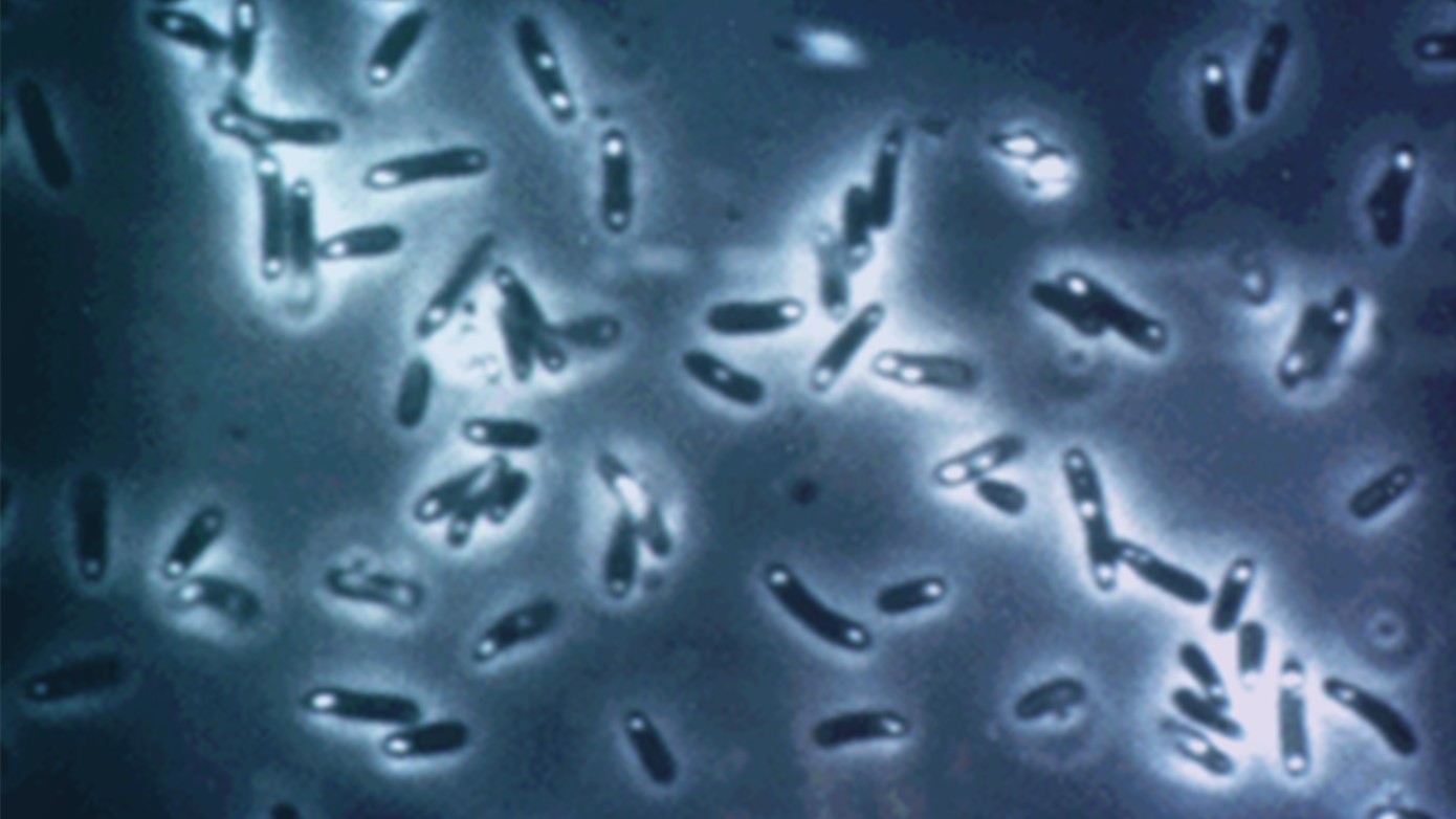 Genentech Cloning Insulin